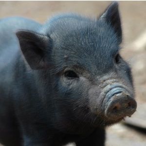 Meet your Posher, Isabella